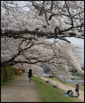 Le bord de la kamogawa (Kyoto) version cerisiers 2014 