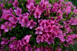 Des petites fleurs (rhododendron japonais) bien roses comme je les aime !