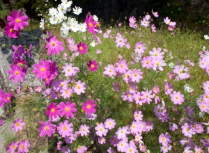 Des jolies petites fleurs sur l’île de Sadoga